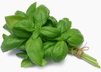 Fresh Basil