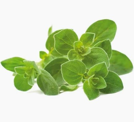 Fresh Oregano