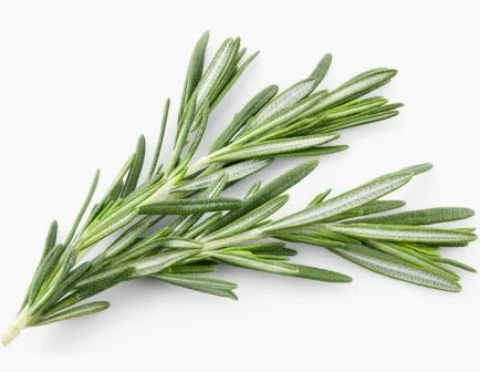 Fresh Rosemary